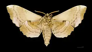 A male poplar hawk-moth, viewed from the front