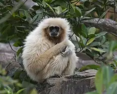 Lar gibbon (Hylobates lar)