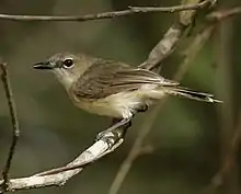 Large-billed gerygone (Gerygone magnirostris)