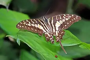 MatureBobiri Forest, Ghana