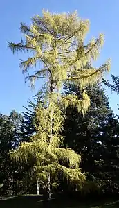 Larix decidua var. polonica 1962 accession in fall, Arnold Arboretum of Harvard University.