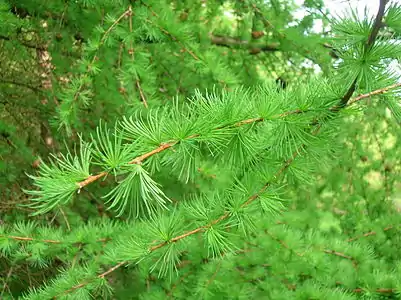 Early spring foliage.