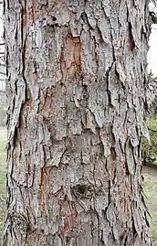 Bark