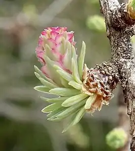 Young female cone