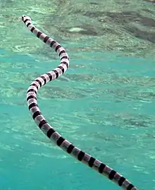 Banded sea krait