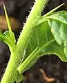 Young spines borne with cataphylls in leaf axils of vigorous Spring shoot with densely pubescent stem.