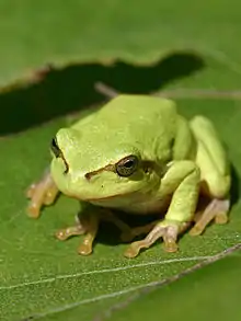 Image 34European treefrog (Hyla arborea) (from Tree frog)