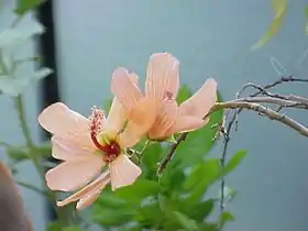 Lavatera phoenicea