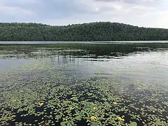 Lax lake with lily pads in foreground.