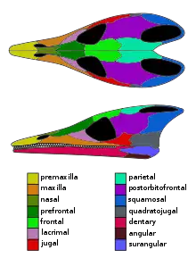 Skull of Lazarussuchus, an allochoristodere