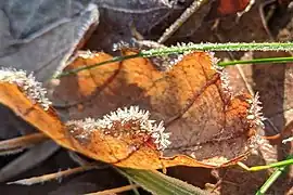 An oak leaf with frost in Sweden