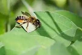 Megachile centuncularis cutting a leaf