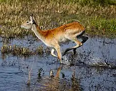 Female red lechwe runningOkavango Delta, Botswana