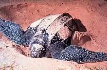 Nesting a leatherback turtle.