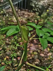 Large stipule