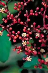 Flowers and buds