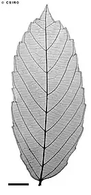 X-ray of leaf