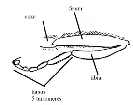 leg diagram