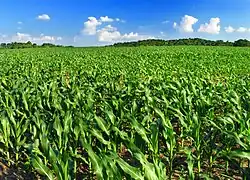 A Lehigh Township cornfield in June 2010