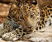 Amur leopard (Panthera pardus orientalis)