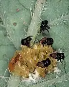 1st instar larva after hatching