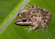 A light brown patterned frog