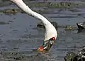 Adult Feeding, Jamnagar, India