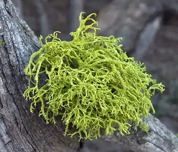 Letharia vulpina at Mt. Gleason, California.