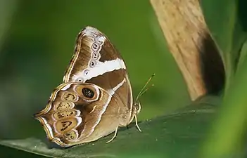 Side view (female)