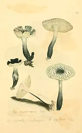 James Sowerby's illustration, 1799