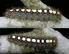 Caterpillar