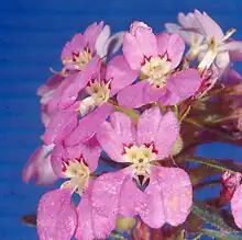 A cluster of pink flowers