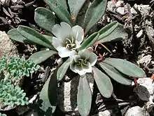 A close-up photo of Sacajawea's bitterroot with white flowers