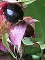 Close-up of two ripe, edible berries, showing bracts, hairy skins and persistent calyces