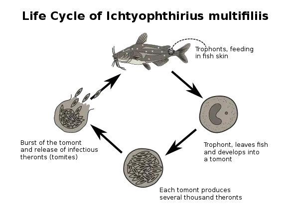 Simplified scheme of the life cycle of the fish parasite Ichthyophthirius multifiliis