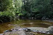 Rainforest in the Liffey Falls Conservation Area