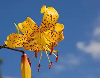 An ornamental lily hybrid known as Lilium 'Citronella'