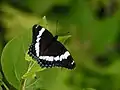 Limenitis arthemis arthemis, Quebec