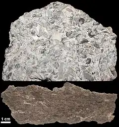 Photo and etched section of a sample of fossiliferous limestone from the Kope Formation (Upper Ordovician) near Cincinnati, Ohio, U.S.