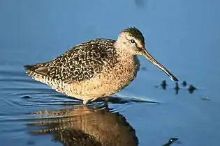 Long-billed dowitcher in the Klamath Basin NWR