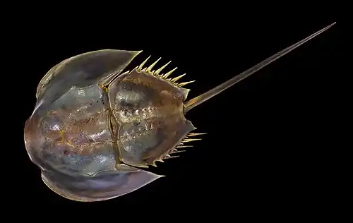 Image 22Atlantic horseshoe crabCredit: Didier DescouensThe Atlantic horseshoe crab, Limulus polyphemus, is a marine chelicerate arthropod. It is most commonly found in the Gulf of Mexico and along the northern Atlantic coast of North America, with Delaware Bay a main area of annual migration.More selected pictures