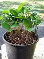 Litsea reticulata seedlings