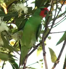 Green parrot with a red face