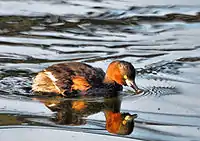 Little grebe in the lake