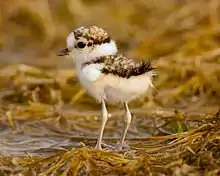 Little ringed plover (C. dubius) chick