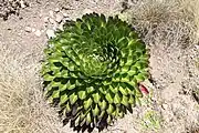 A water-holding giant lobelia seen from above