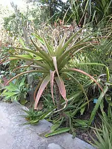 Aloe purpurea, Mauritius