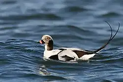 Long-tailed duck