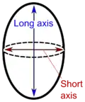 Spheroid or near-spheroid organs such as testes may be measured by long and short axes.