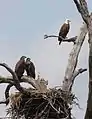 An unusual sight in a large urban area like Kansas City, these American bald eagles have made a home.